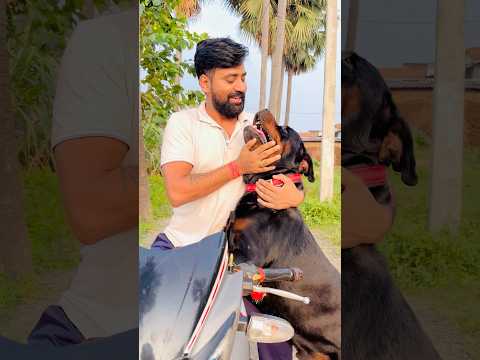 Unstoppable Love: Rottweiler Waits for Owner on Bike Every Time 😍 #Rottweiler #DogReaction #short