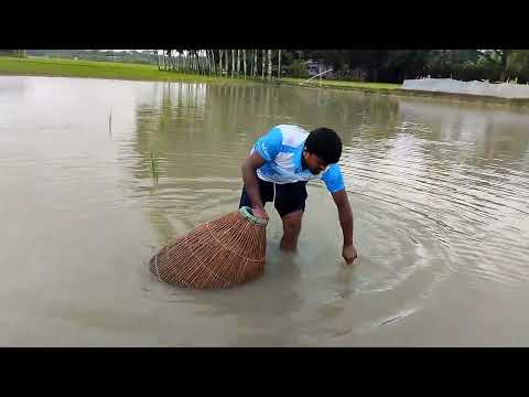 Real Amazing Big Sheat Fish Hunting | Best Polo Fishing #500subs