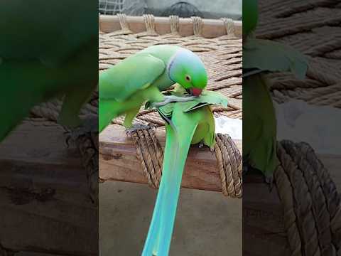 My Ringneck Jora Parrot #fantasticparrot #shorts