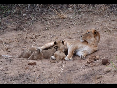 Lion pride small cubs, Large male, Elephants Sabie River Kruger National Park B1 Photo Safaris