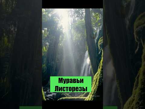 #муравьи #приро #джунгли #насекомые #мирприроды #документалка #живоймир #антилепс #интересныефакты