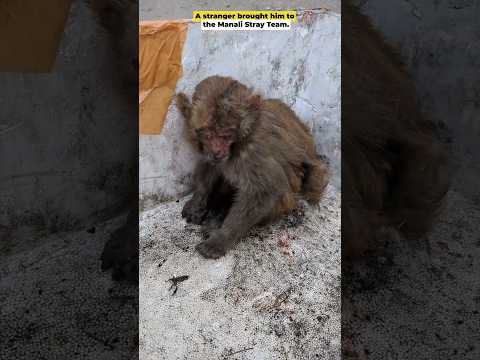 A monkey received an electric shock, Part 1 | Rescue and Treatment for Injured Monkeys.