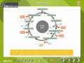 Cellular Respiration Concepts