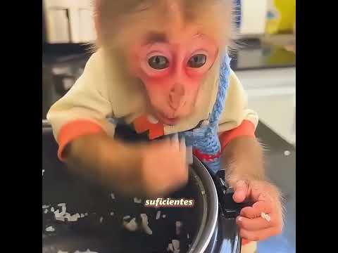 El pequeño mono logró un gran crecimiento gracias a un pequeño error