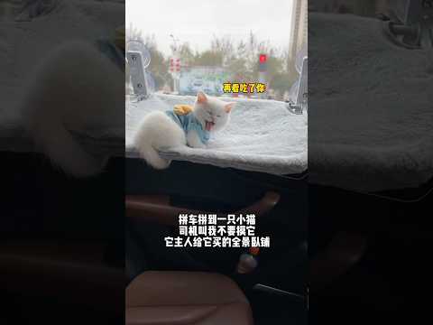 Pompom hampir jatuh saat bobok di dalam mobil 🙀 #shorts #kucing