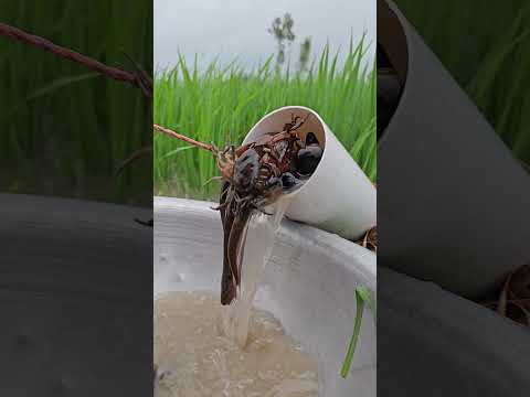 Unbelievable Fishing