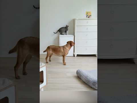 “미션 클리어” 냥이와 댕댕이의 합동 작전 🐶😻 #shorts