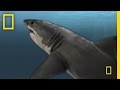 Ancient Sea Creatures and Their Characteristics