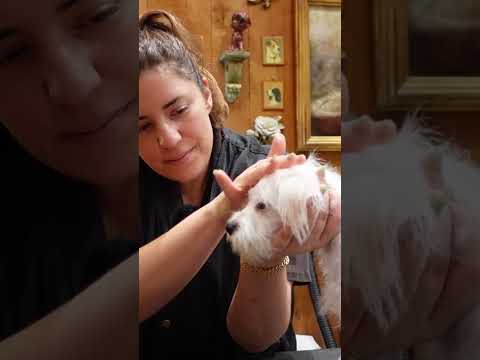 Tumbleweed’s first trim after being rescued 🥰 #puppy #doggroomingtips #rescuedog #mutt #asmr #calm