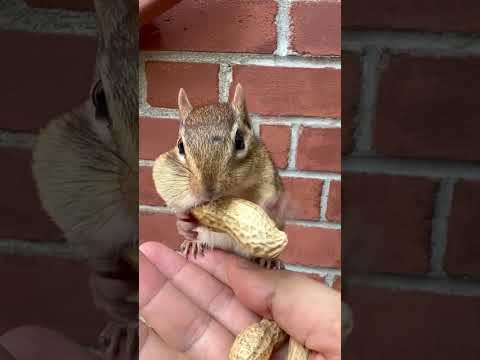 Chippy is singing with loong peanut! πΏπ