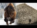 Lakota People and Their Sacred Relationship with the Buffalo