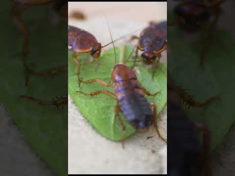 Cockroach Learn insects