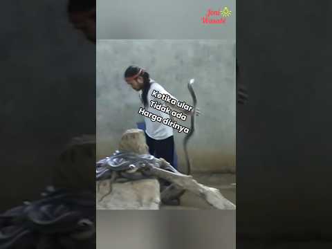 Ketika Cobra gak ada harga dirinya