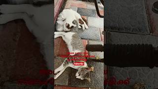 ⚡🐱 അമ്മ ലെനിയെ സ്നേഹിക്കുന്നത് ജയ്മിക്ക് ഇഷ്ടമായില്ല!😄😄 #shorts #youtubeshorts
