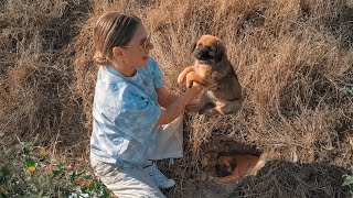 Rescue of Scared Homeless Puppies Right Before Fire Started