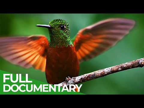 Wild Winners |  Episode 2: Freaky Feathers | Free Documentary Nature