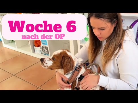 Tierarzt Check: Ist alles da, wo es sein soll? 🥺
