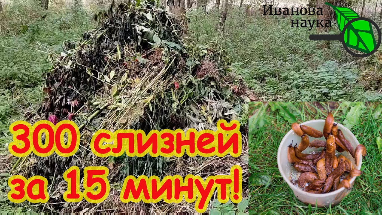 Собрал 300 слизней за 15 минут! Срочно сделайте это на участке, даже если холодно!