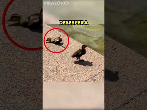 Patito sufre Accidente, pero Luego su Madre...?? #shorts