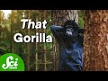 Inattentional Blindness and the Gorilla Experiment