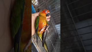 Cutest Sun Conure Moment! 😍🔥  #birds #parrot #sunconure #pets