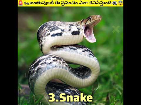 💥ఈ జంతువులకి ప్రపంచం ఎలా కనిపిస్తుంది❓|| How To Animals See World | #shorts #trending #factsintelugu