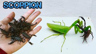 Mother MANTIS Protects Her EGGS from BEETLE | Insect Stories