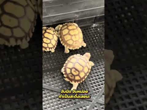 สะดีดสะดิ้งนะเรา #บ้านเต่าเทคนิคนครปฐม #sulcatatortoise #sulcata #เต่าซูคาต้า #เต่ายักษ์