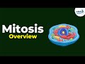 Cell Cycle and Mitosis Concepts