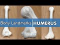 Humerus Anatomy and Functions