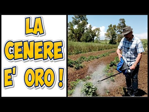 CENERE Soffiata NELL'ORTO, trucchi del contadino #cenere #orto