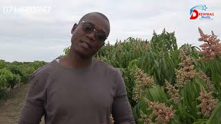 MUTOKO ......... MANGO DZOPFUMISA MURIMI WEKWAMUTOKO