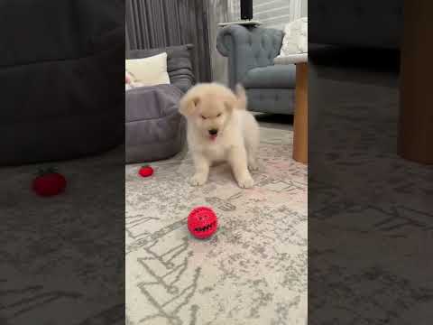 Cute Dog Playing So Adorably | Cutest Moments Ever 🐾💖#CuteDog 🐾 #DogPlaying 🎾 #DogLovers ❤️ #