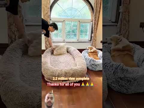 #panda #pets #home #homedecor #dog #sofa #tiktok #sleep 🥰🥰🥰... thanks for all of you 🙏🙏🙏...