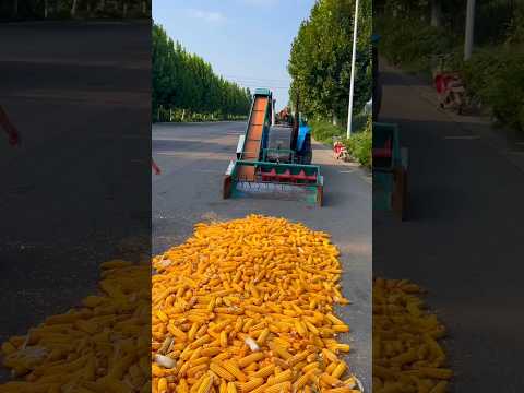 भाईया इस भुट्टो के दानों को जल्दी निकालो #shorts #ytshorts #shortsviral