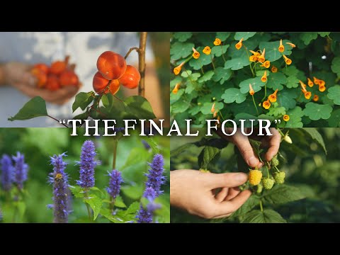 Huw's Edible Perennial Plant of the Year | 2024