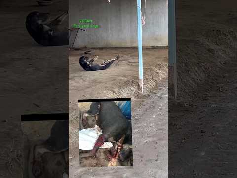 शिवा पहले से काफ़ी बेहतर #paralyseddog #traincrash #vosah