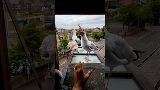 My Pet Seagulls Baby Jumped Up On The Window!!