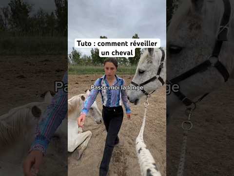 Réveiller un cheval dans son pré Tuto comment faire #cheval #camargue #equitation #chevalpassion