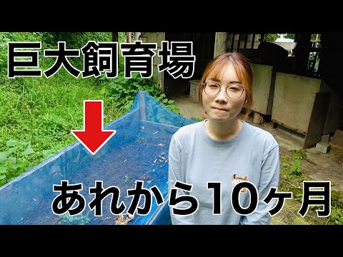 自宅に作った巨大カブトムシ圃場を全て掘り返してみたら意外な結果に
