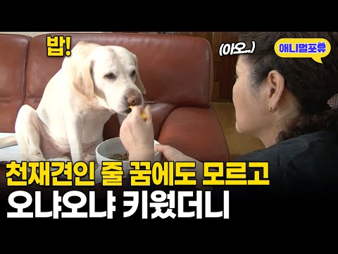 천재인 줄 모르고 오냐오냐 키웠더니, 자기가 사람인 줄 아는 개 I KBS 생생정보 140115 방송