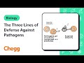 Immune System Defense Mechanisms