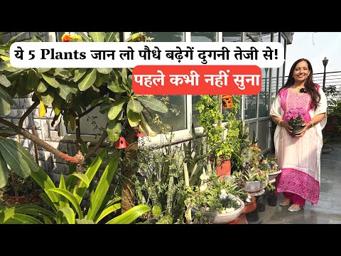 ये 5 Plants जान लो पौधे बढ़ेगें दुगनी तेजी से! बस एक पौधा लती हू