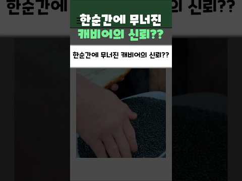 한순간에 무너진 캐비어의 신뢰??