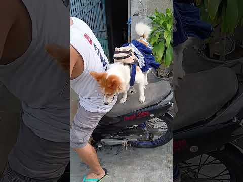 Umuwi na ang Joyjoy galing school🥰🐕 #doglover #dogloverph