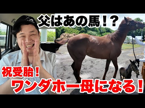 祝受胎！ワンダホーが母に！直接密着に行ったらG1馬やイクイノックス産駒が登場！感動の旅すぎました！【馬主密着】