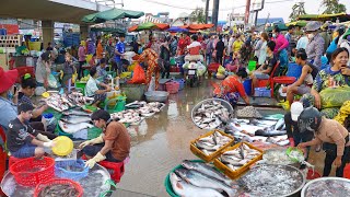 Fish & Seafood Distribution @ Chhbar Ampov Market & More - Shrimp, Prawn, Chicken, & More