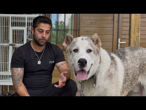 ÇEÇENİSTAN’IN SAVAŞÇI KÖPEĞİ ARTIK BENİM: VOLKODAV TANK İLE TANIŞIN @WOGZDOGZTV  VLOG