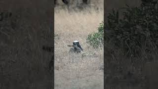 Honey Badger Drags a Python!