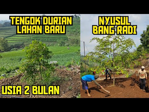 🟠🟢TENGOK DURIAN LAHAN BARU LANJUT NYUSUL BANG RADI 🌳🌳